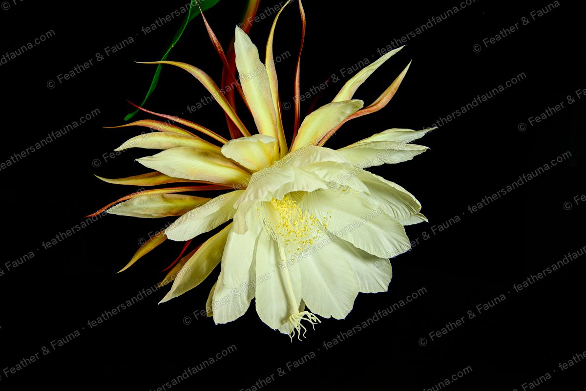 A large white night-blooming cereus flower open against a black background.
