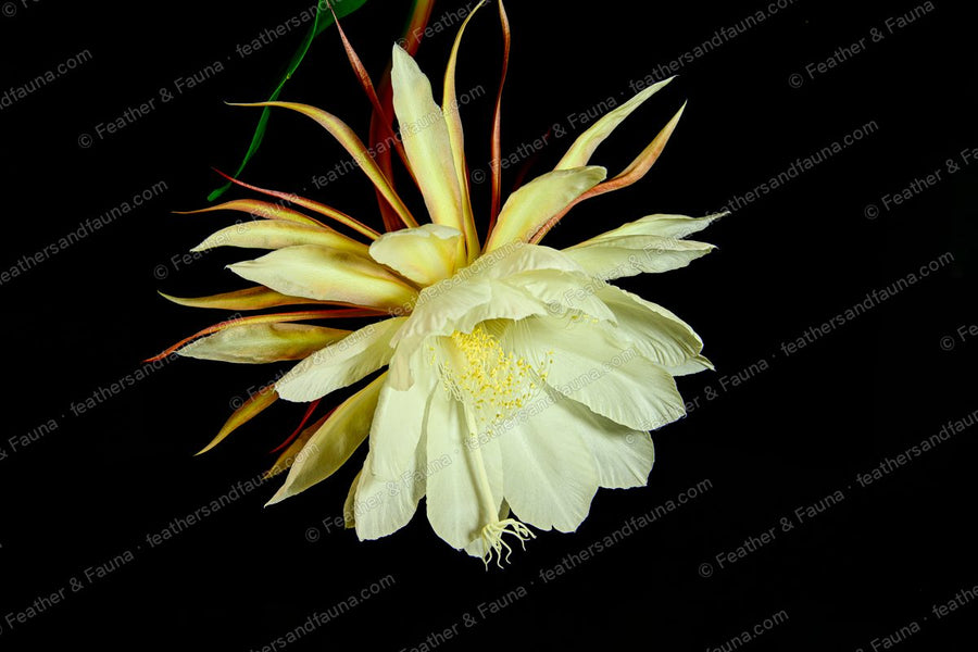 A large white night-blooming cereus flower open against a black background.