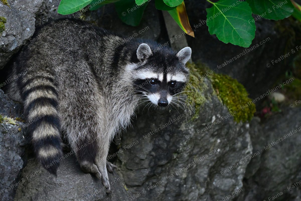 Raccoon with a black mask and ringed tail on a mossy boulder.