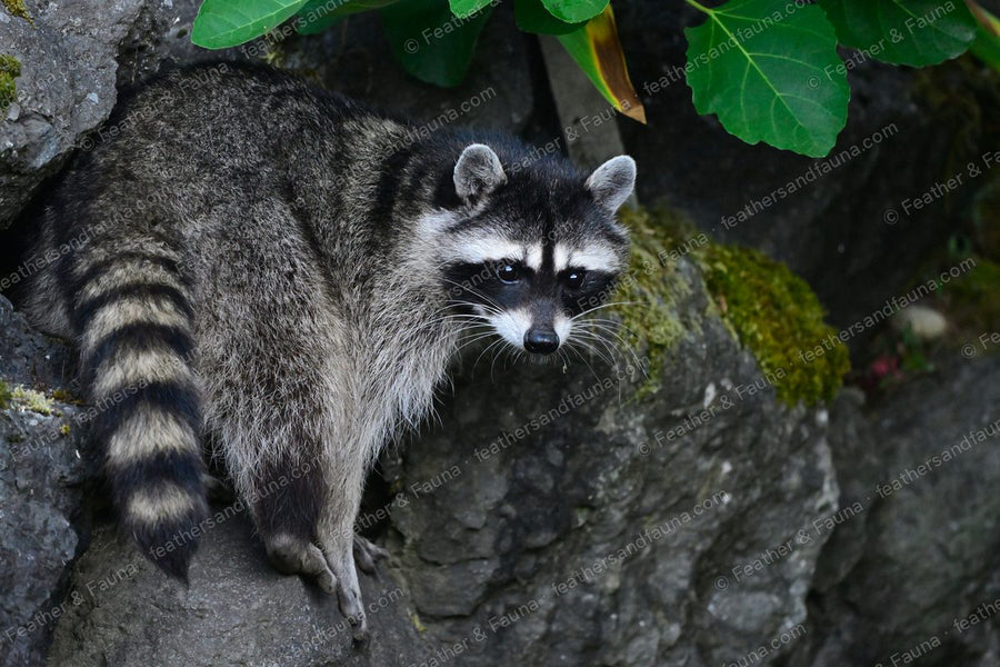 Raccoon with a black mask and ringed tail on a mossy boulder.