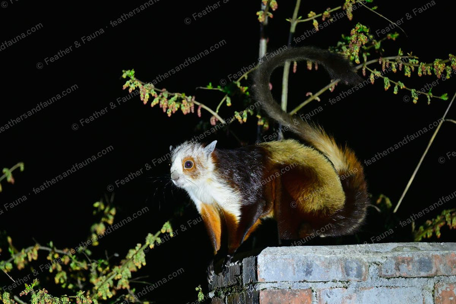 Red-and-white giant flying squirrel on a wall at night, white head and long arched tail.