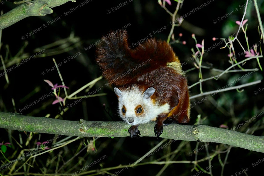 Red-and-white giant flying squirrel facing the camera on a branch at night.