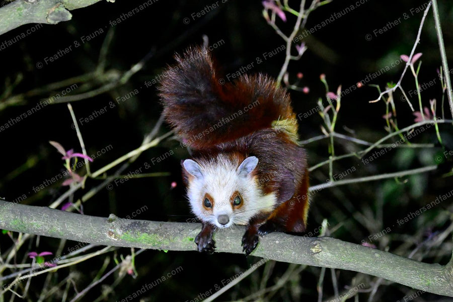 Red-and-white giant flying squirrel on a bare branch at night, tail fanned up.