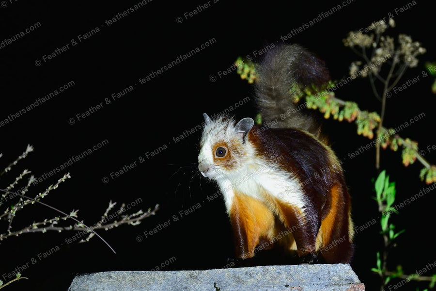 Red-and-white giant flying squirrel with a white face on a low wall at night.