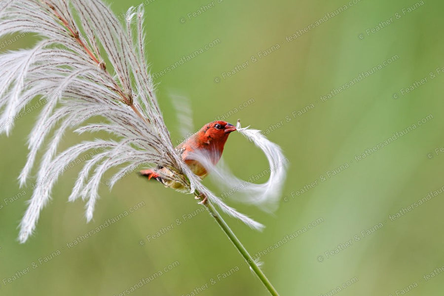 Male Red Avadavat, crimson with white spots, on a grass stem by a feathery seed plume.