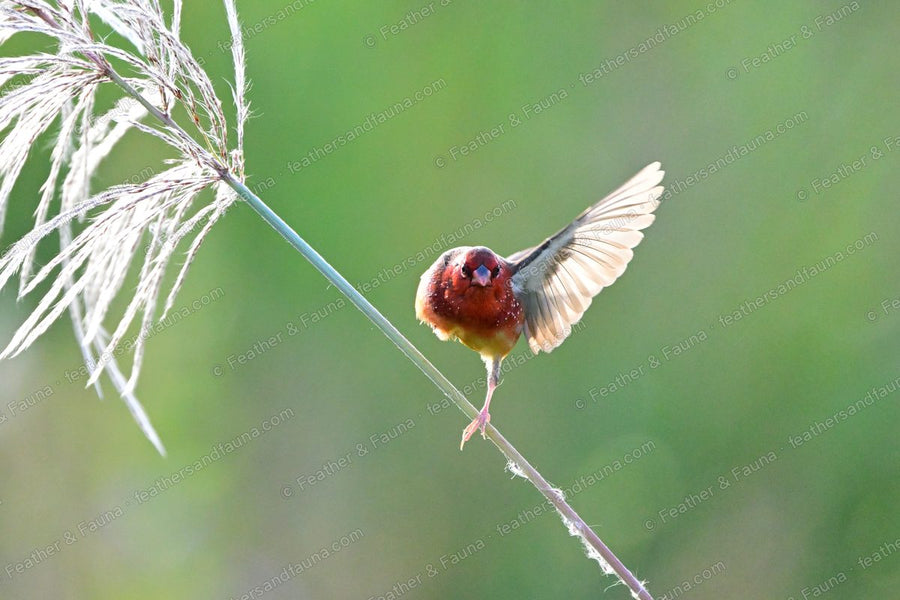 Male Red Avadavat landing head-on on a grass stem with wings spread.