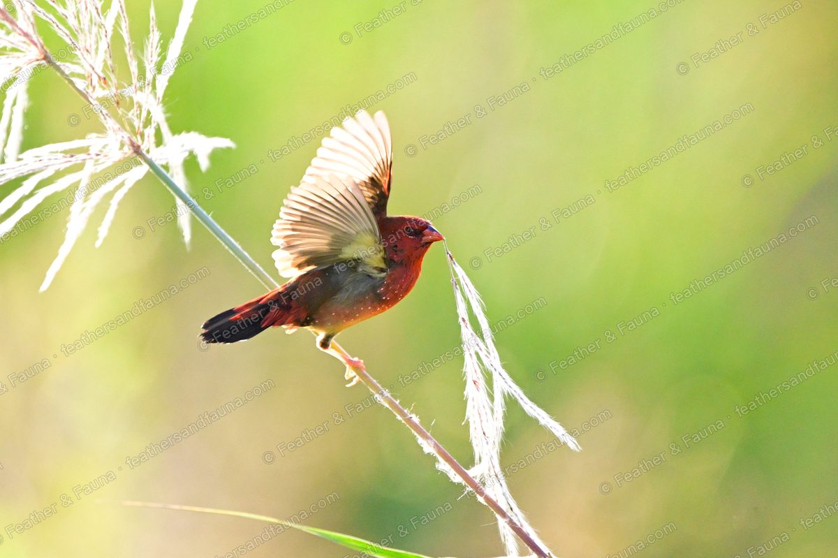 Male Red Avadavat landing on a grass stem with one wing raised, backlit.