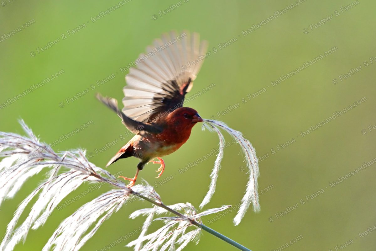 Male Red Avadavat landing on a grass seed plume with wings raised, backlit.