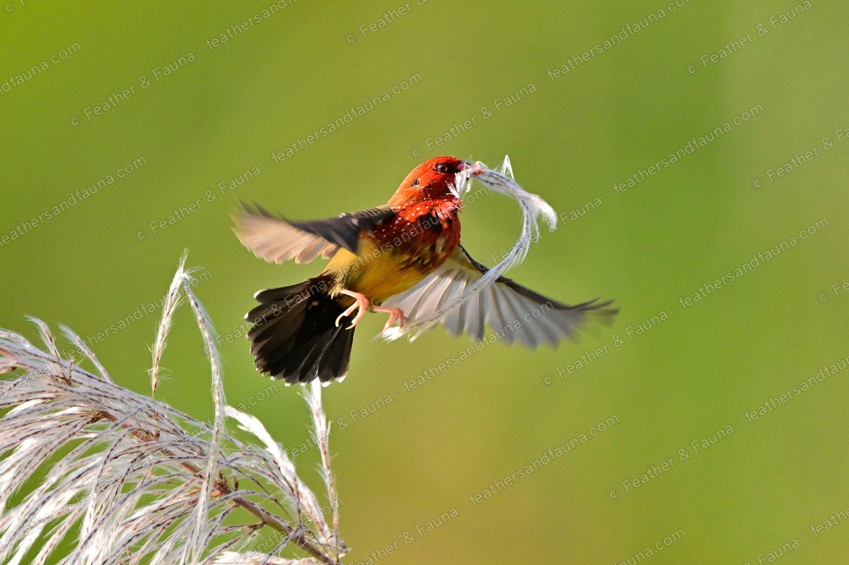 Male Red Avadavat in flight carrying nesting material, wings spread, backlit.