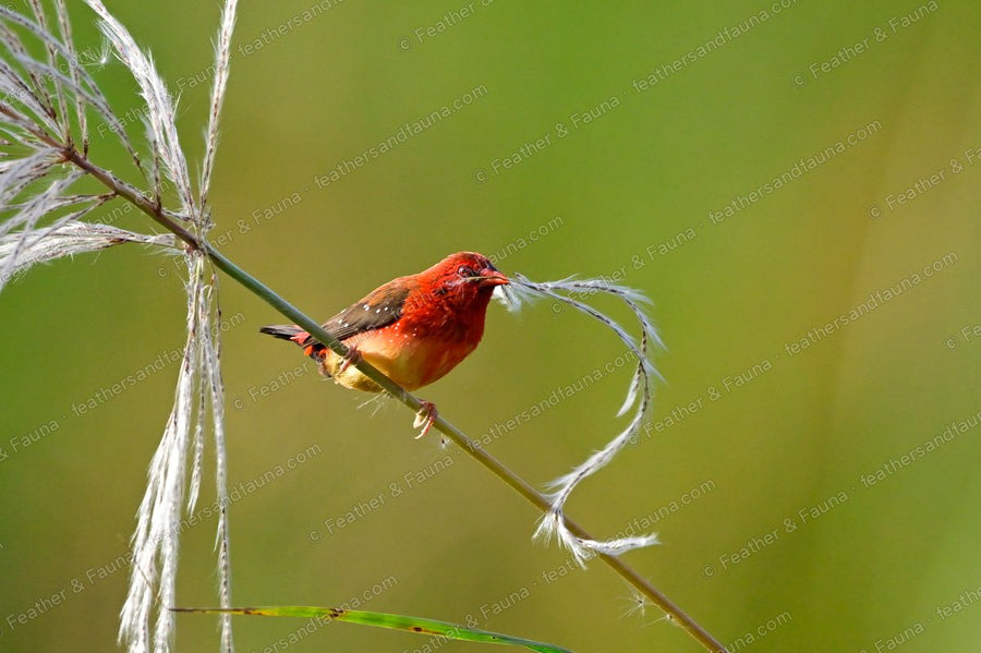 Male Red Avadavat with nest material in its bill on a looping grass stem, backlit.