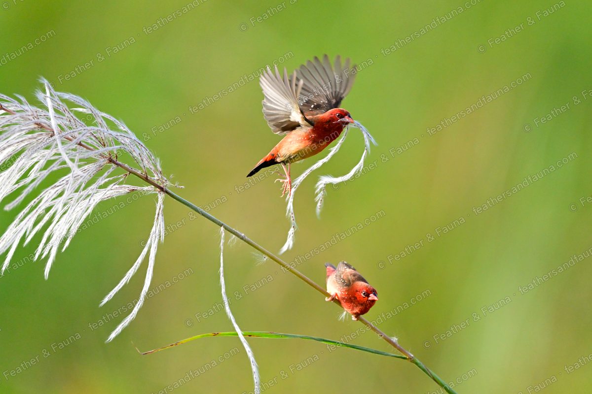 Male Red Avadavat flying up with nest material in its bill, a second bird perched below.