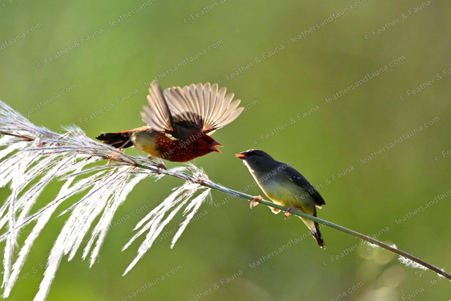 Red Avadavat with wings spread confronting a Grey-headed Canary-flycatcher on a grass stem.