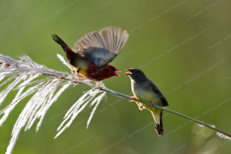 Red Avadavat lunging with wings spread at a Grey-headed Canary-flycatcher on a grass stem.
