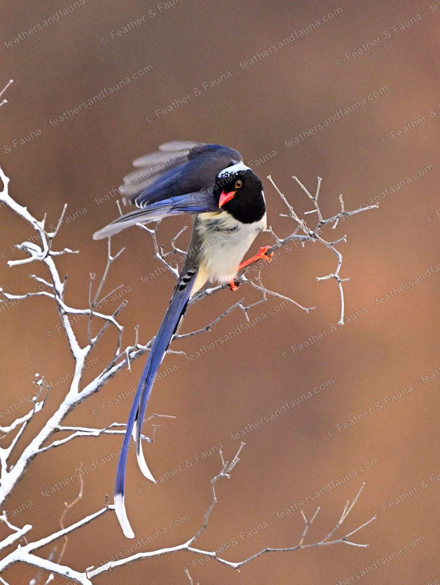 Red-billed Blue Magpie with a red bill and long blue tail on frost-covered twigs.