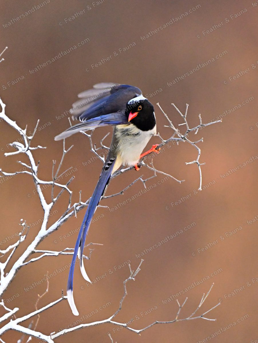 Red-billed Blue Magpie with a red bill and long blue tail on frost-covered twigs.