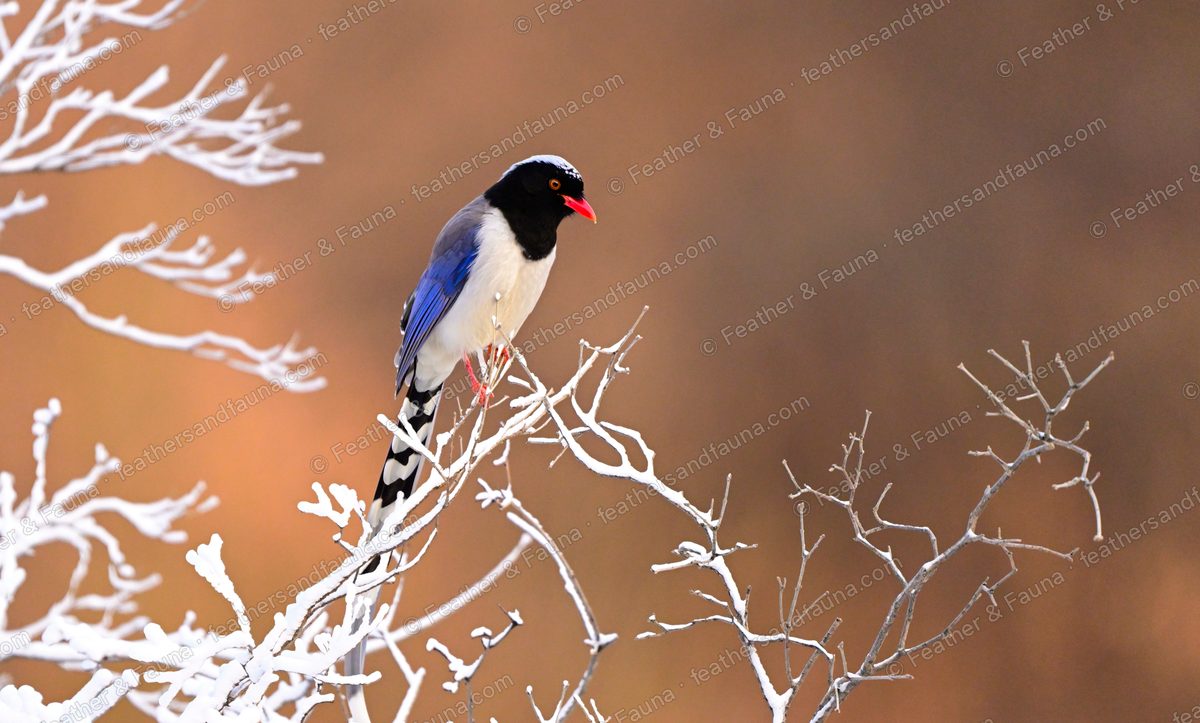 Red-billed Blue Magpie on a frosted bush, long white-tipped blue tail hanging.