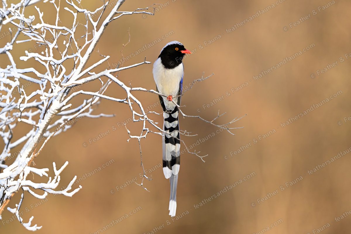 Red-billed Blue Magpie on frosted twigs with a very long white-tipped tail hanging down.