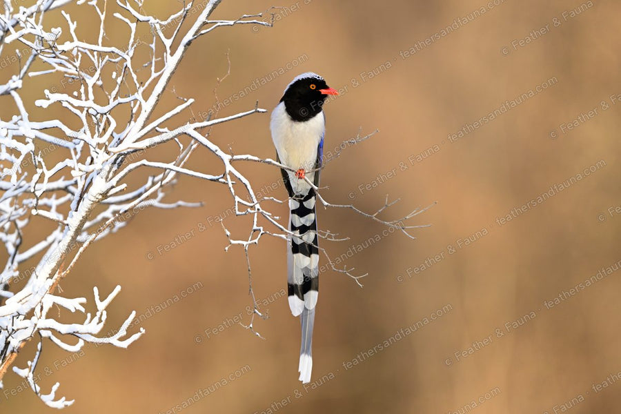 Red-billed Blue Magpie on frosted twigs with a very long white-tipped tail hanging down.