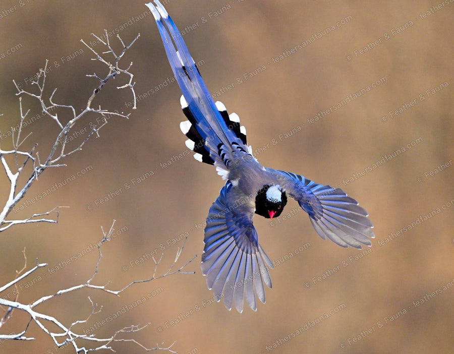 Red-billed Blue Magpie flying head-on with wings and a long tail fanned wide.