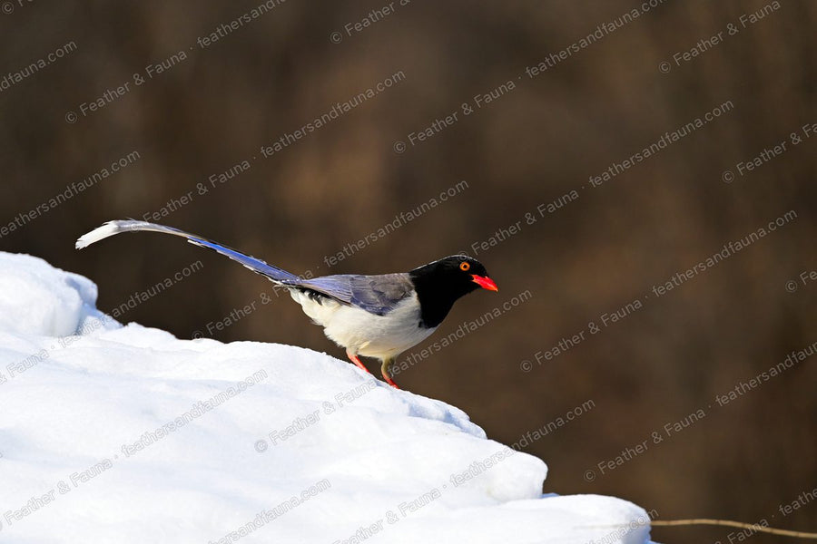 Red-billed Blue Magpie on a snowbank with a very long tail cocked, red bill and black hood.