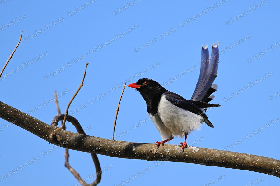 Red-billed Blue Magpie on a bare branch against blue sky, long tail raised.