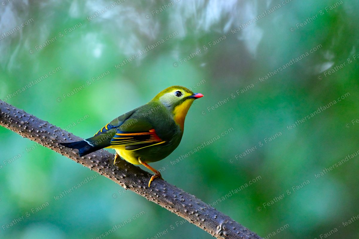 Red-billed Leiothrix with an orange throat and red bill on a knobbly branch.
