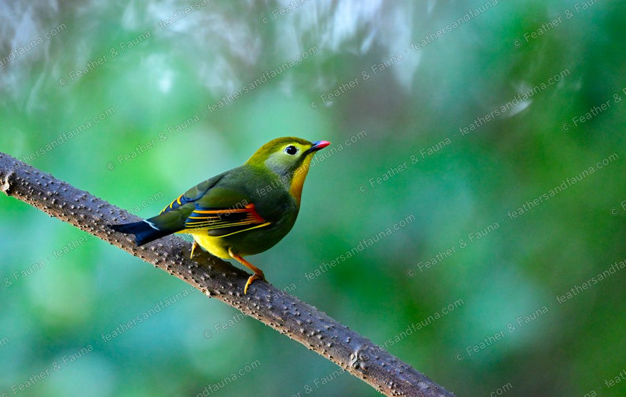 Red-billed Leiothrix on a lichened branch against a misty green background.