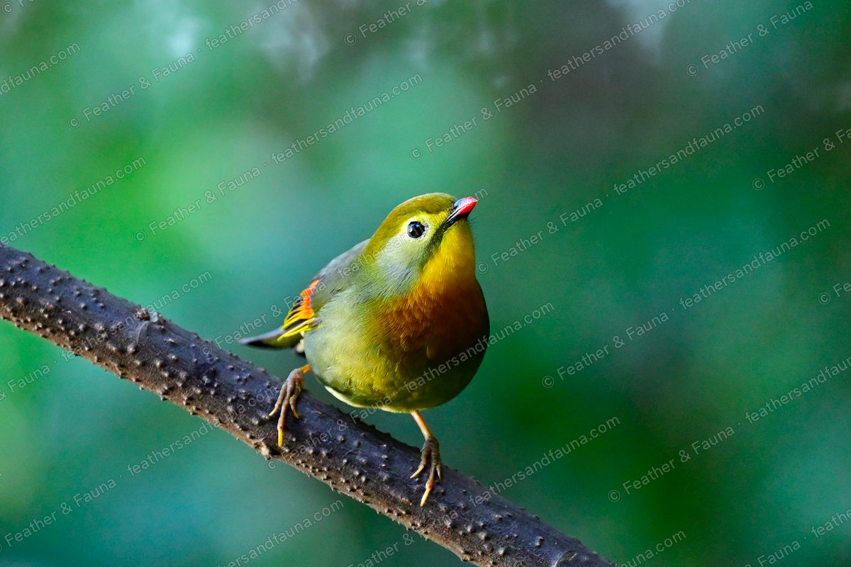 Red-billed Leiothrix facing forward on a knobbly branch, orange chest and red bill.