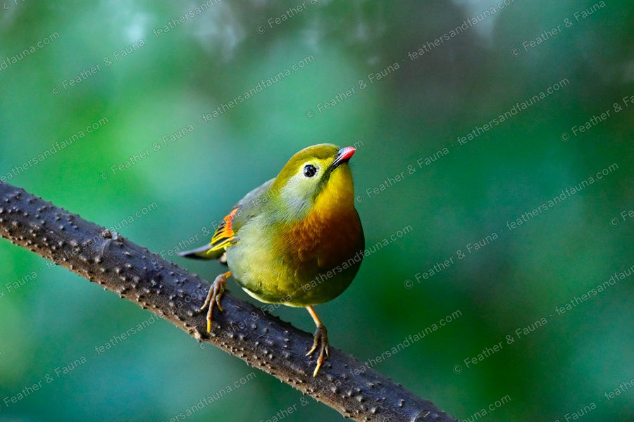 Red-billed Leiothrix facing forward on a knobbly branch, orange chest and red bill.