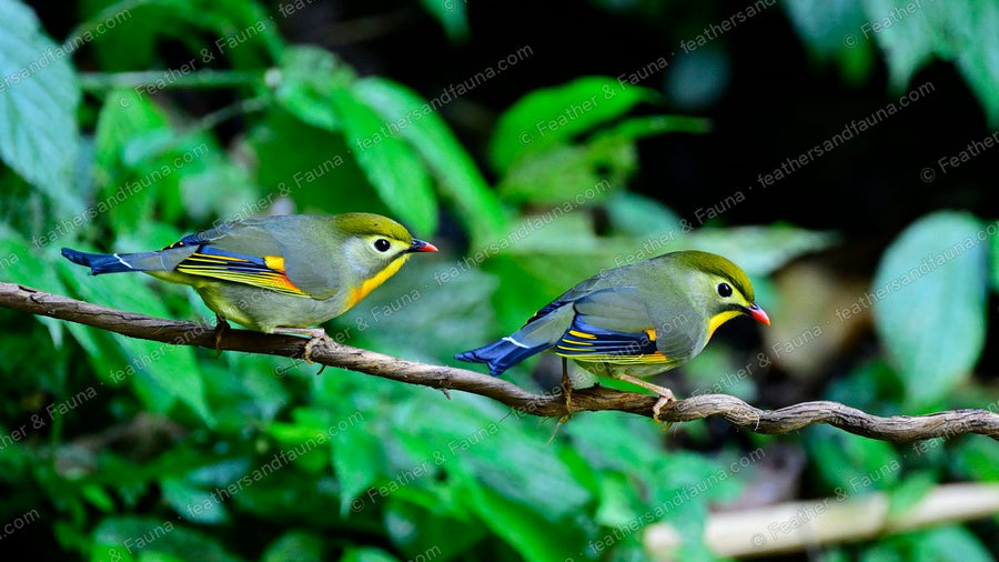 Two Red-billed Leiothrix on a branch, orange throats and red bills.