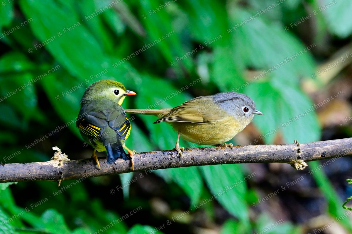A Red-billed Leiothrix and a grey-hooded fulvetta on a branch together.