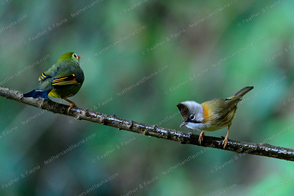A Red-billed Leiothrix and a crested Whiskered Yuhina facing each other on a branch.
