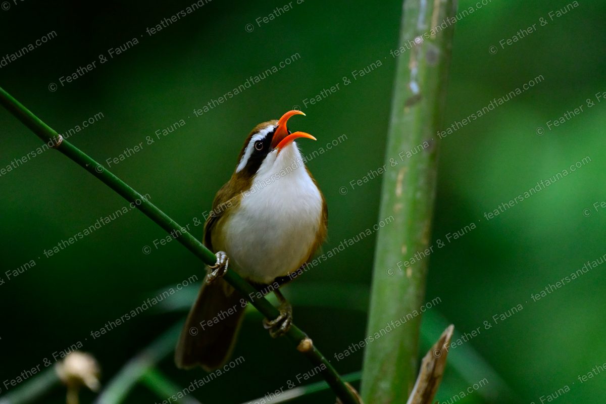 Red-billed Scimitar Babbler singing on a bamboo stem, long orange curved bill open.