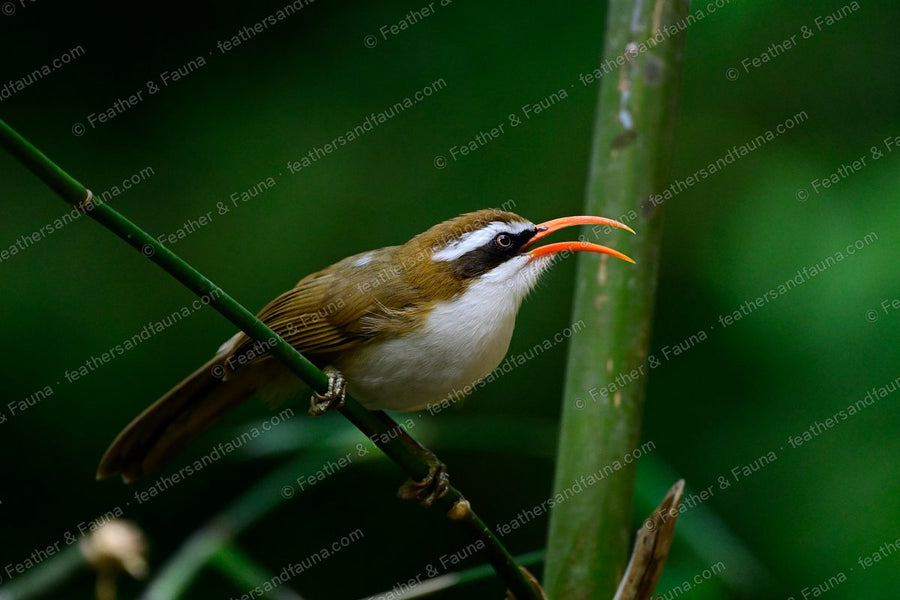 Red-billed Scimitar Babbler leaning forward on bamboo, long orange bill open.