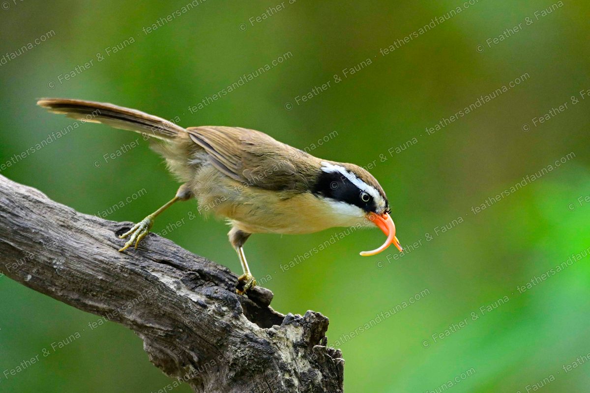 Red-billed Scimitar Babbler with an earthworm in its long orange bill on a bleached log.