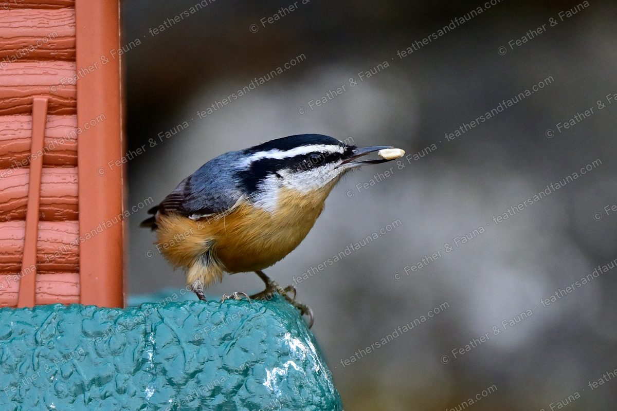 Red-breasted Nuthatch with a seed in its bill on the edge of a feeder.