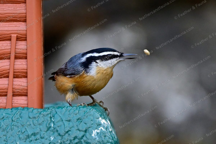 Red-breasted Nuthatch flicking a seed into the air off a feeder.