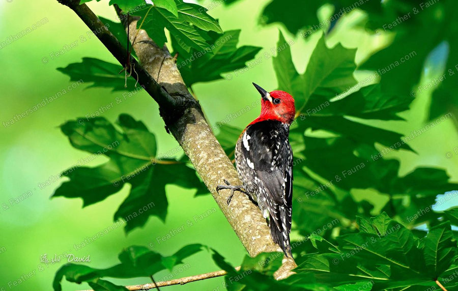 Red-breasted Sapsucker with crimson head clinging to a maple trunk among green leaves.