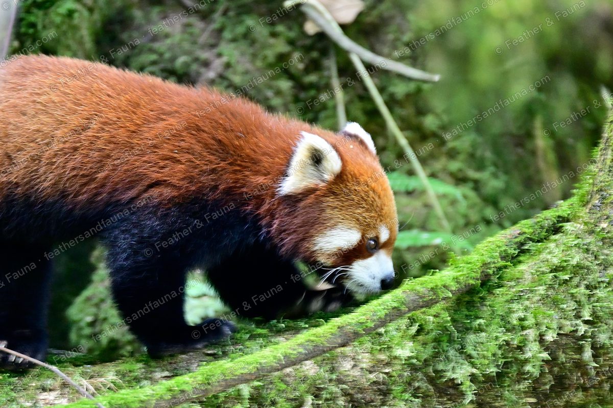 Red Panda walking along a moss-covered log, russet coat and white face.