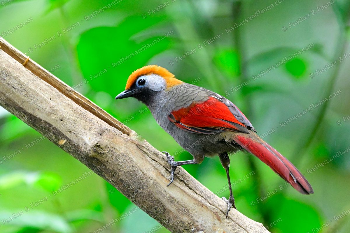 Red-tailed Laughingthrush with crimson wings and tail and a golden crown on a bamboo branch.