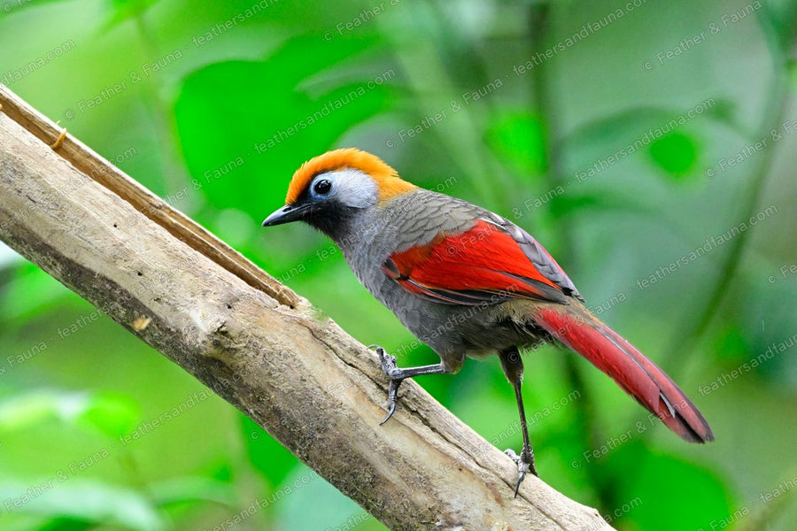 Red-tailed Laughingthrush with crimson wings and tail and a golden crown on a bamboo branch.