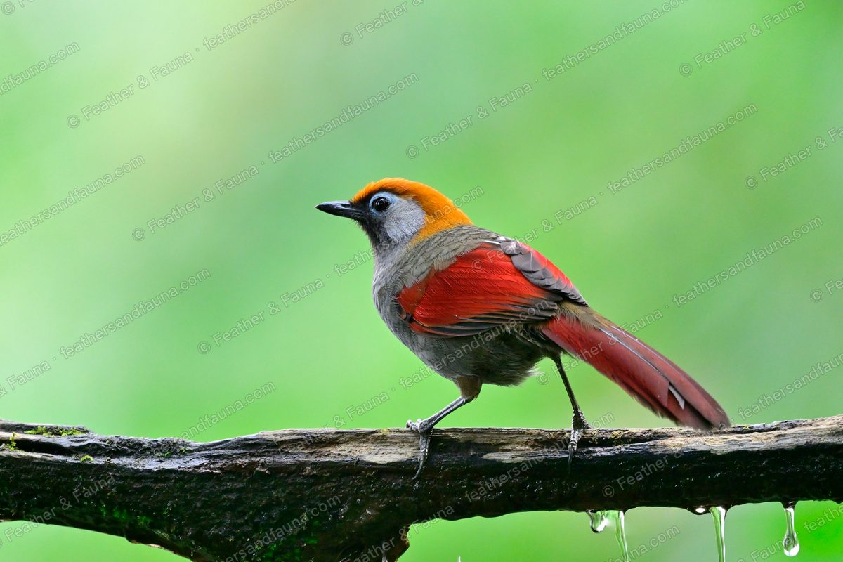 Red-tailed Laughingthrush with crimson wings and tail on a mossy branch.