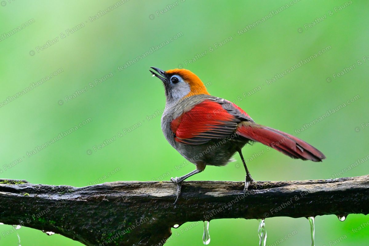 Red-tailed Laughingthrush with an insect in its bill on a wet mossy branch.