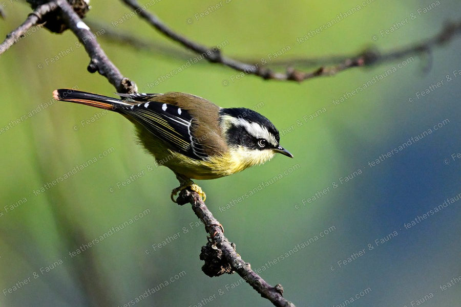 Red-tailed Minla with a striped head and red-edged wings and tail on a bare branch.