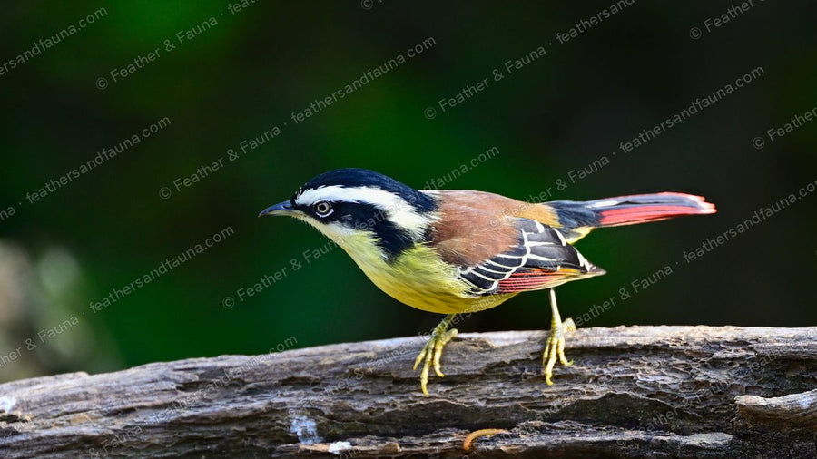 Red-tailed Minla with a striped head and red-edged wings and tail on a bleached log.
