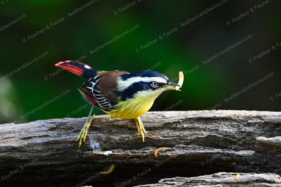 Red-tailed Minla with a mealworm in its bill on a bleached log, red-edged wings and tail.