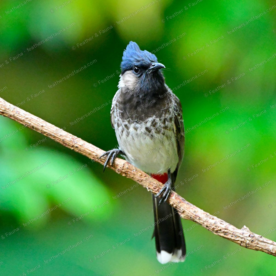 Red-vented Bulbul with a black crest and scaly brown body on a branch.