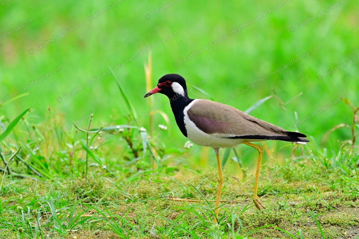 Red-wattled Lapwing with red facial wattles and yellow legs walking through green grass.