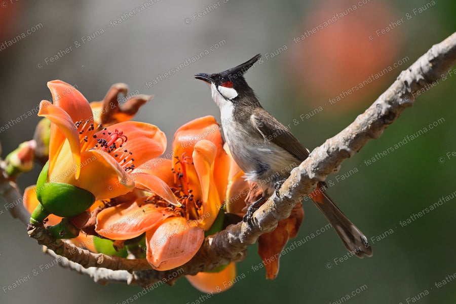 Red-whiskered Bulbul with tall crest perched among orange silk-cotton tree flowers.