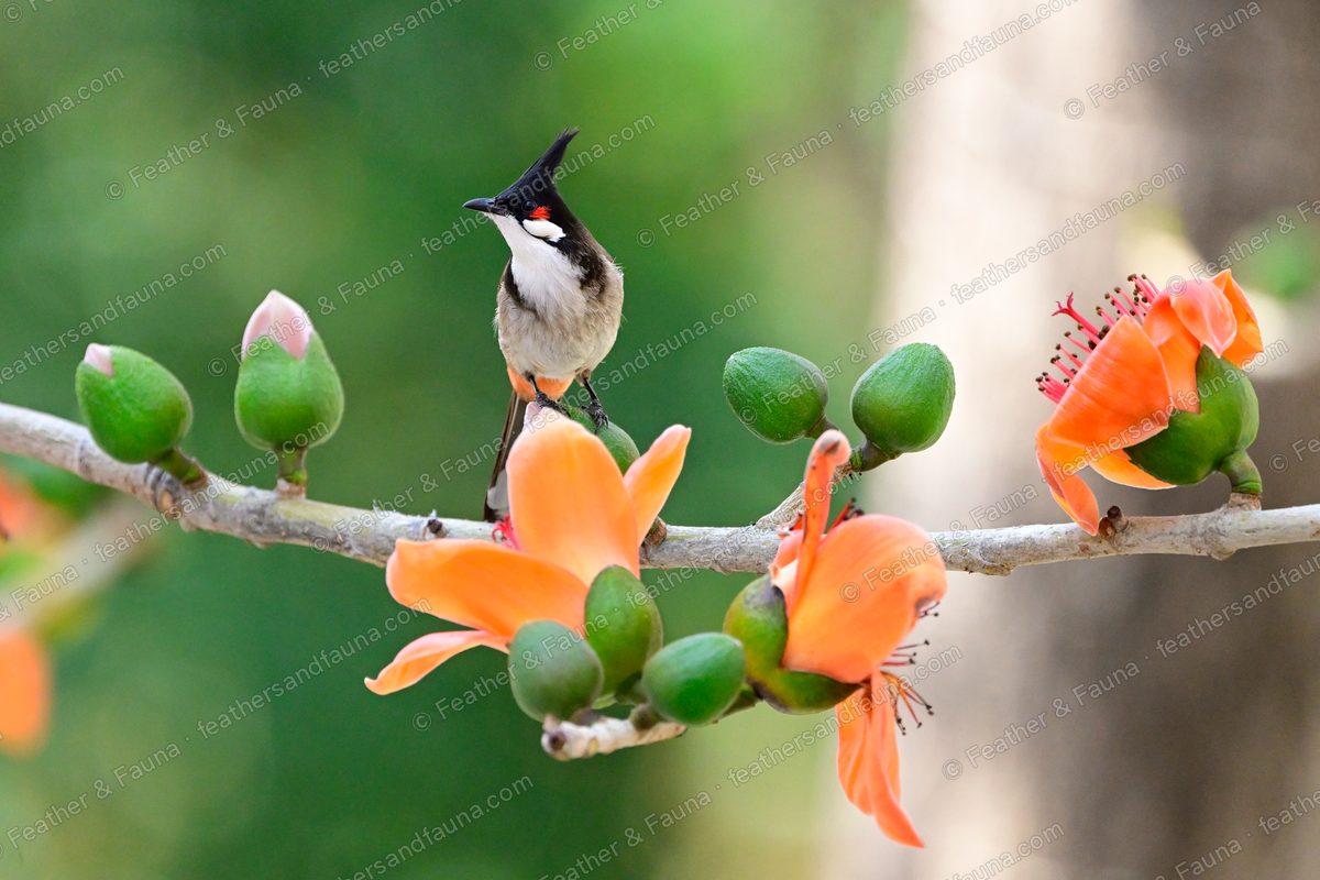 Red-whiskered Bulbul perched upright on a branch with orange silk-cotton flowers and buds.